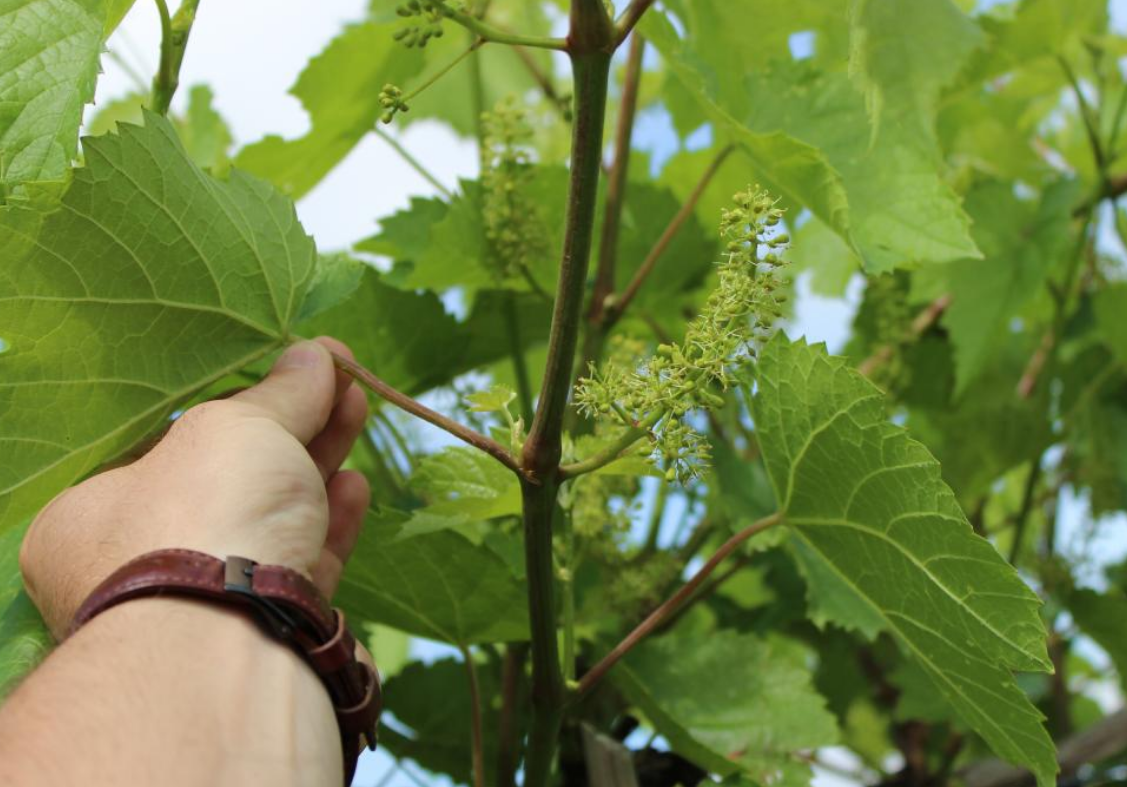 grape vine nutrient analysis of the petiole